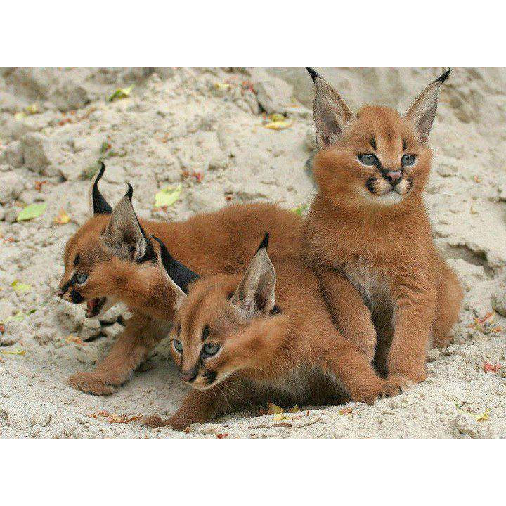 Caracal caracal Фото №9