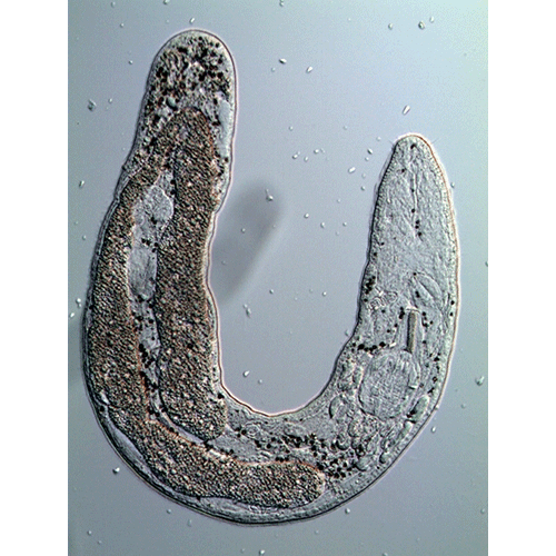 Семейство Carcharodopharyngidae  фото