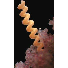 Семейство Carcinonemertidae  фото
