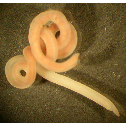 Семейство Carinomidae  фото