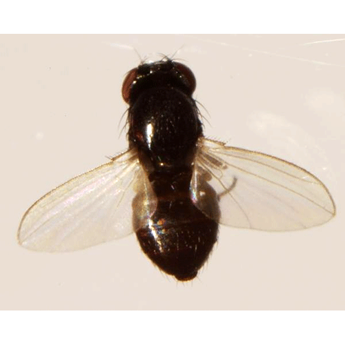 Семейство Carnidae фото