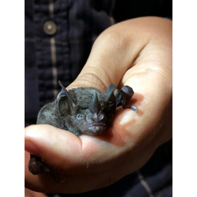 Benkeith's Short Tailed Bat (Carollia benkeithi) Фото №2