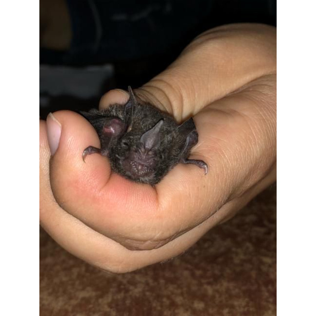 Benkeith's Short Tailed Bat (Carollia benkeithi) Фото №3