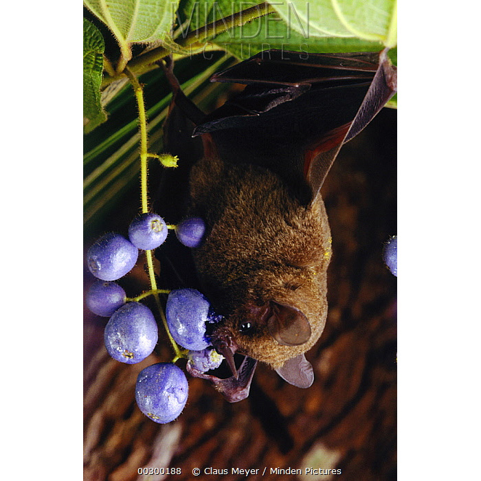 Короткохвостый листонос (Carollia brevicauda) Фото №8