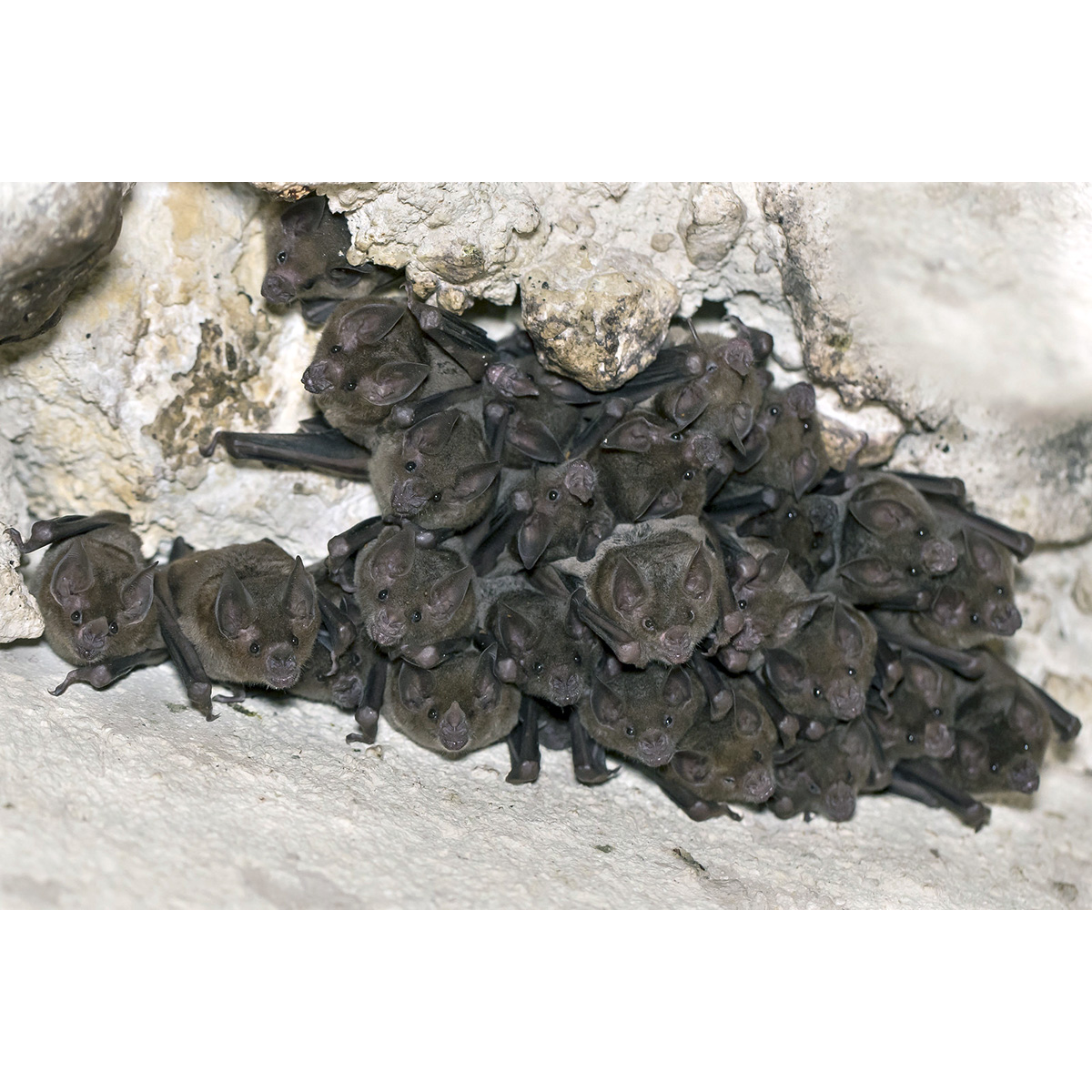 Sowell's Short-tailed Bat (Carollia sowelli) Фото №5