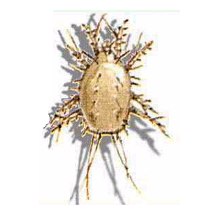 Семейство Carpoglyphidae фото