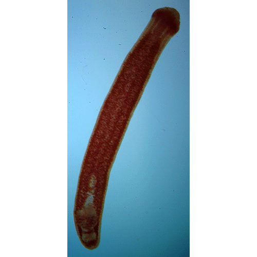 Семейство Caryophyllaeidae  фото