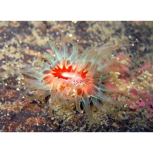Семейство Caryophylliidae  фото