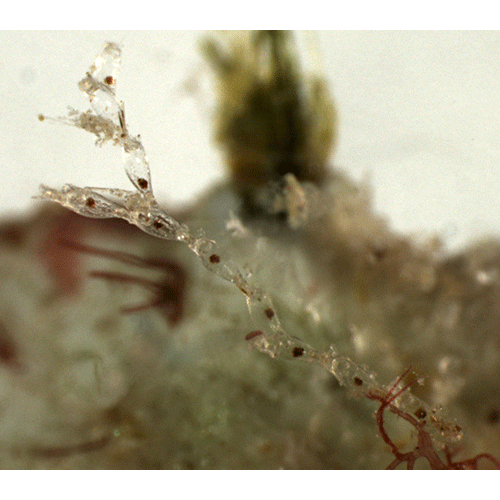 Семейство Catenicelloidea фото