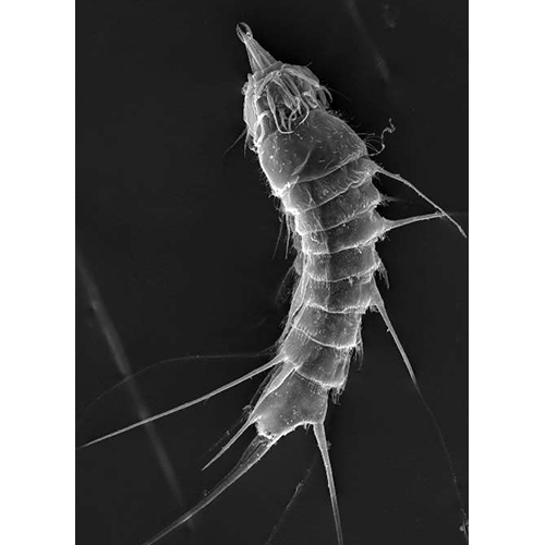 Семейство Cateriidae  фото