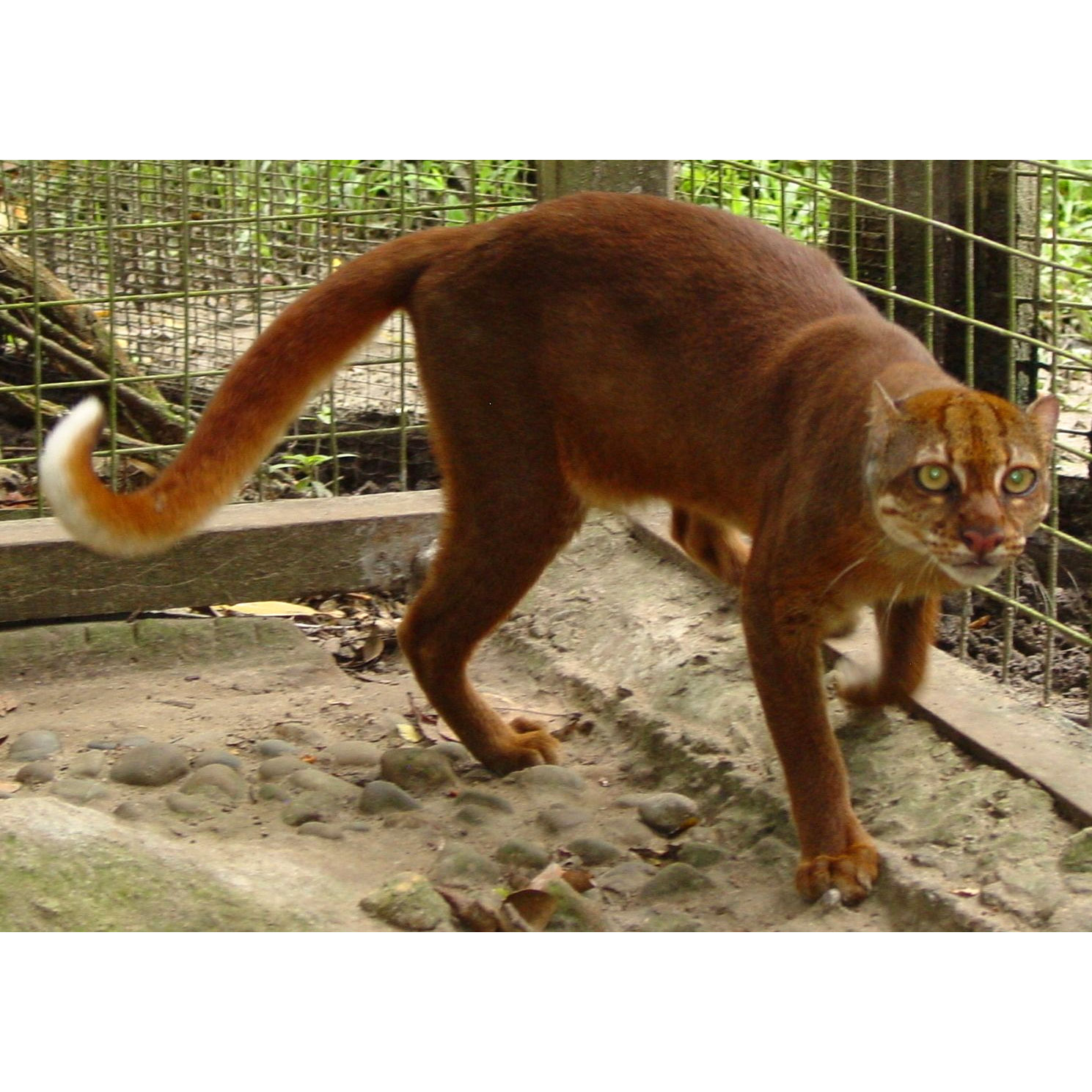 Catopuma badia Фото №2