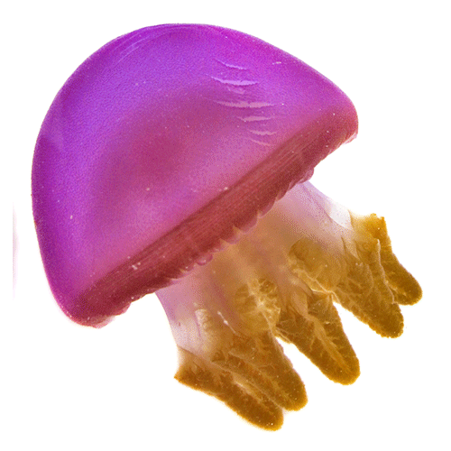 Семейство Catostylidae  фото