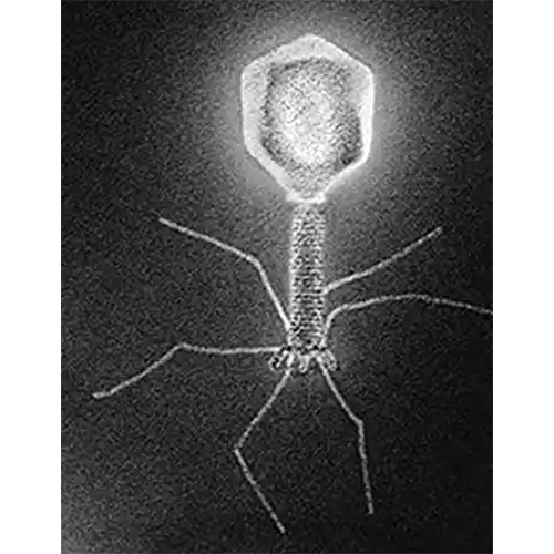 Тип Caudovirales фото