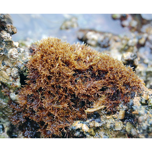 Семейство Caulacanthaceae фото