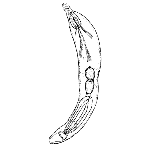 Семейство Cavisomidae фото
