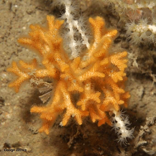 Семейство Celleporoidea фото