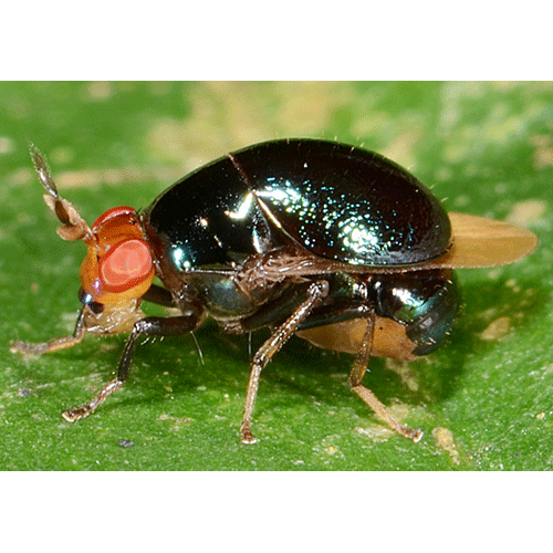 Семейство Celyphidae фото