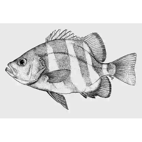 Род Centrarchops фото