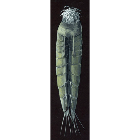 Семейство Centroderidae  фото