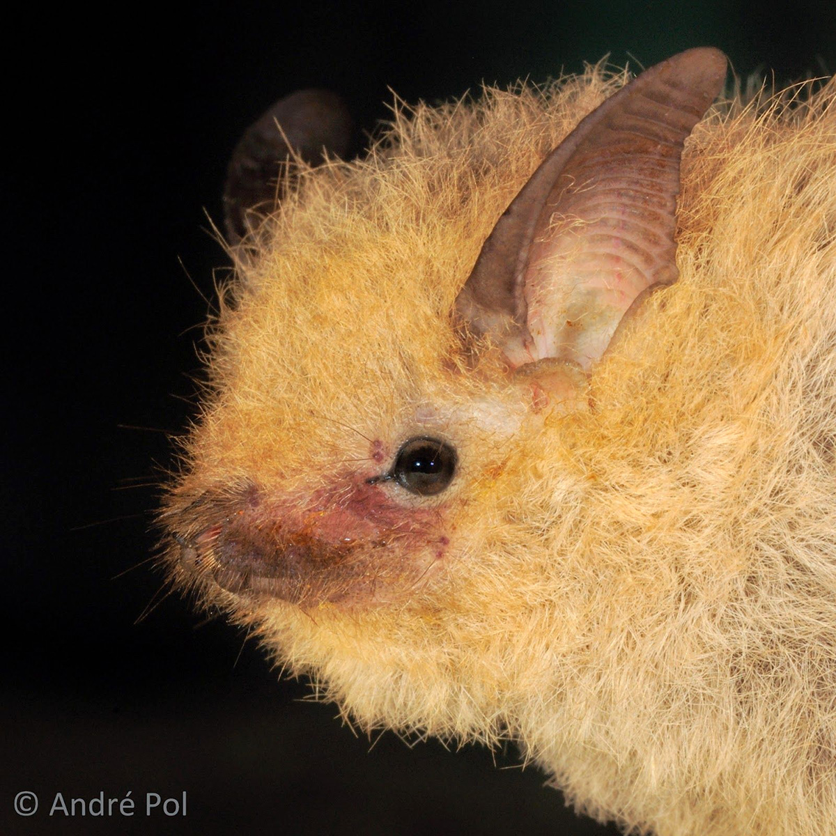 Мешкокрыл Максимилиана (Centronycteris maximiliani) Фото №6