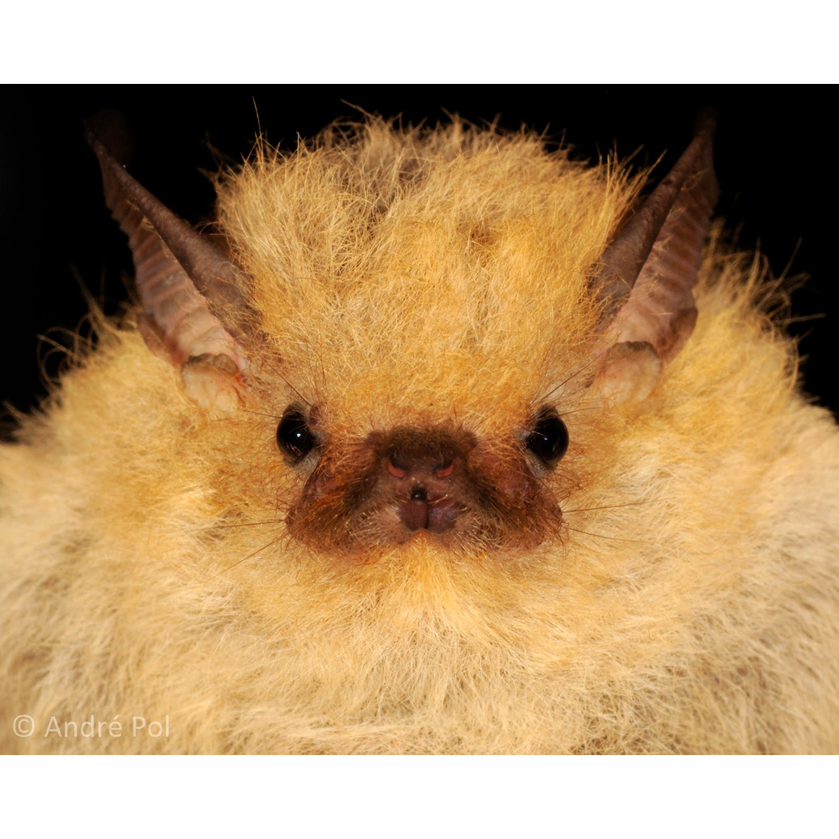 Мешкокрыл Максимилиана (Centronycteris maximiliani) Фото №7