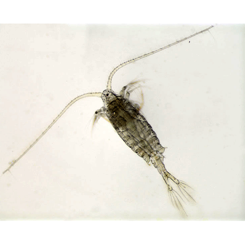 Семейство Centropagidae фото