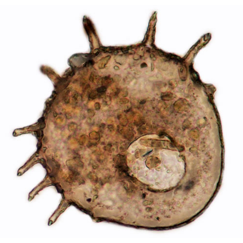 Семейство Centropyxidae фото