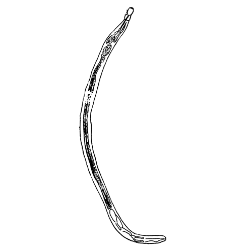 Семейство Centrorhynchidae фото