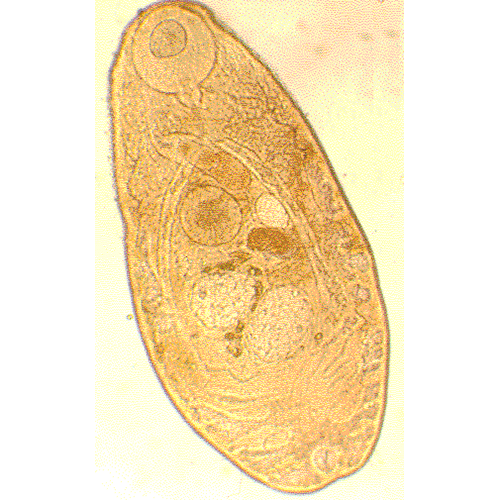 Семейство Cephalogonimidae фото