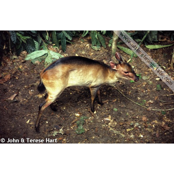Cephalophus leucogaster Фото №3