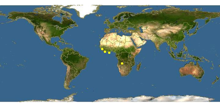 Cephalophus maxwellii Ареал обитания на карте