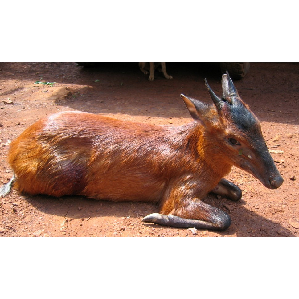 Cephalophus nigrifrons Фото №5