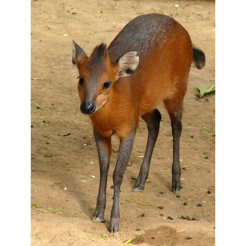 Cephalophus rufilatus Фото №3