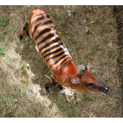 Cephalophus zebra Фото №10
