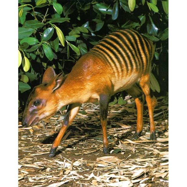 Cephalophus zebra Фото №2