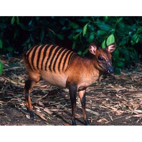 Cephalophus zebra Фото №3