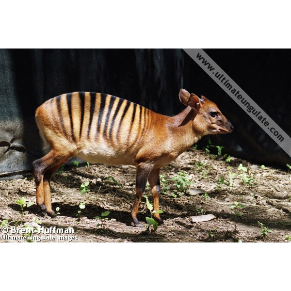 Cephalophus zebra Фото №4