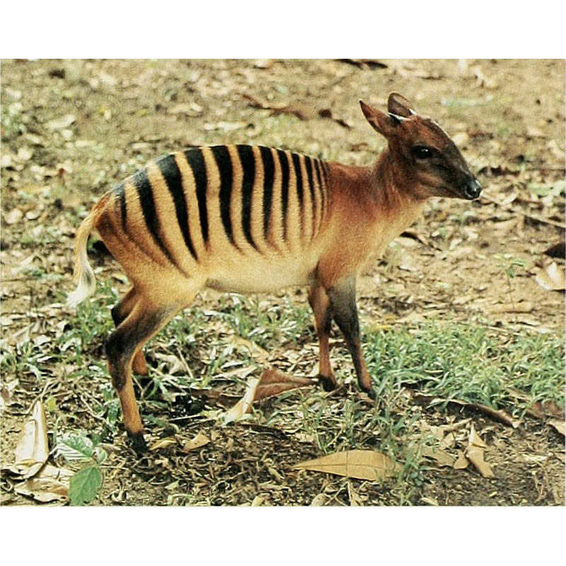 Cephalophus zebra Фото №5