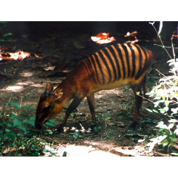 Cephalophus zebra Фото №6