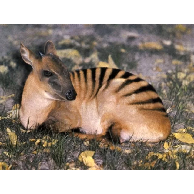 Cephalophus zebra Фото №7