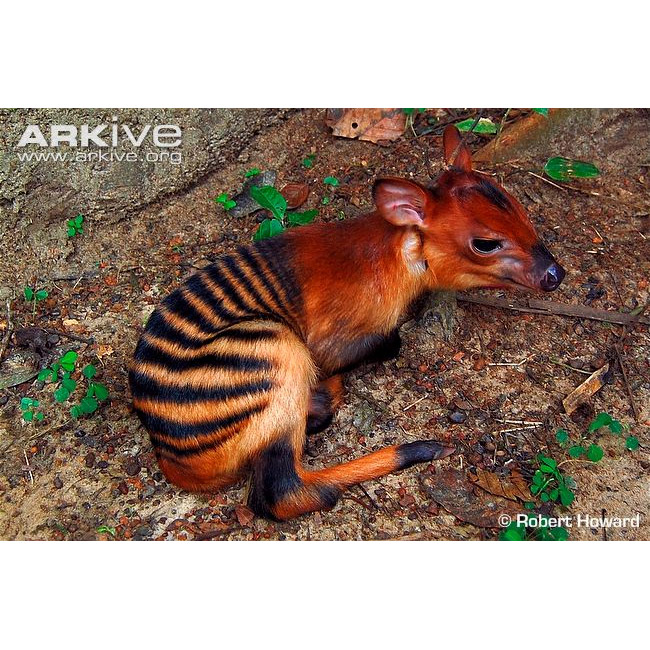 Cephalophus zebra Фото №9