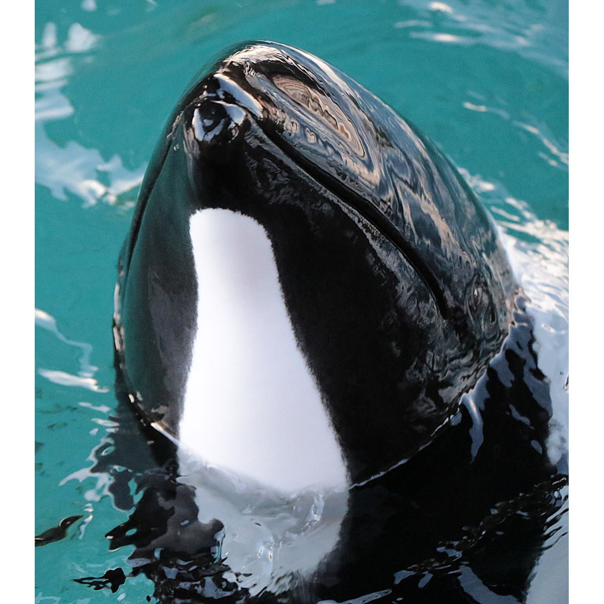 Дельфин Коммерсона (Cephalorhynchus commersonii) Фото №10