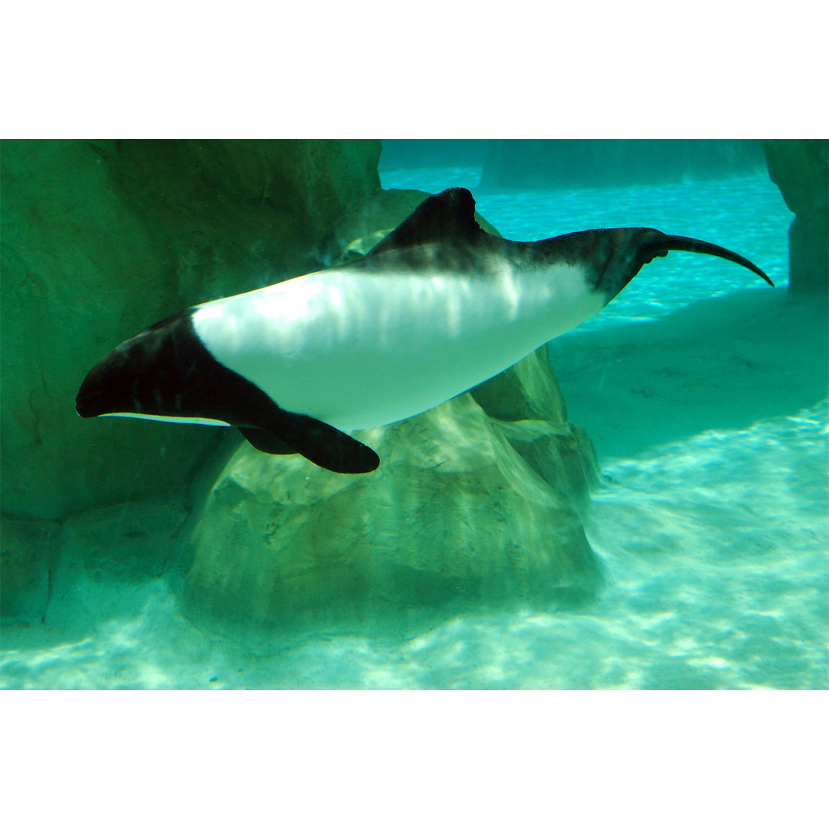 Дельфин Коммерсона (Cephalorhynchus commersonii) Фото №2