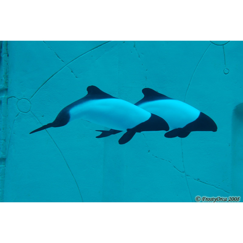 Дельфин Коммерсона (Cephalorhynchus commersonii) Фото №3