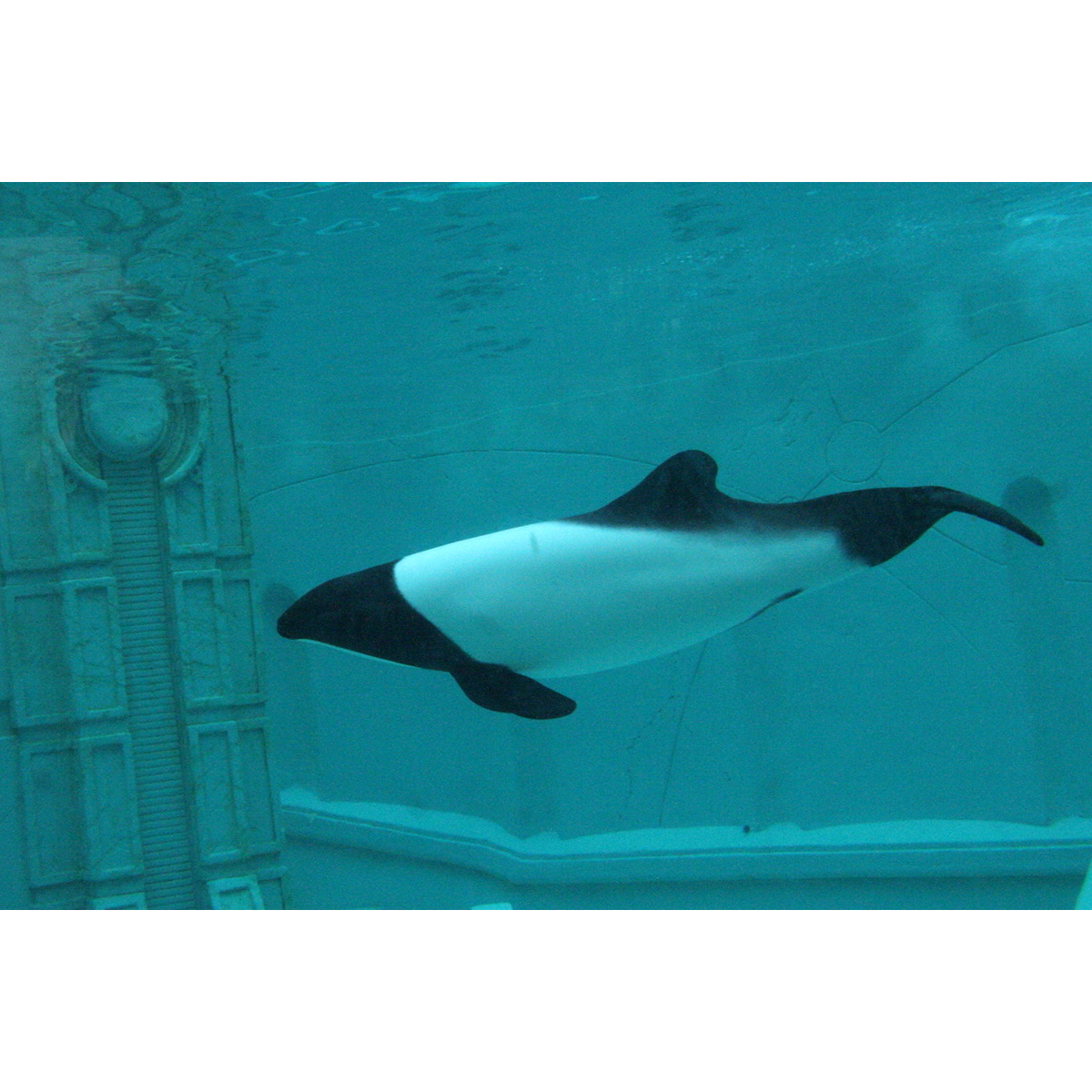 Дельфин Коммерсона (Cephalorhynchus commersonii) Фото №4