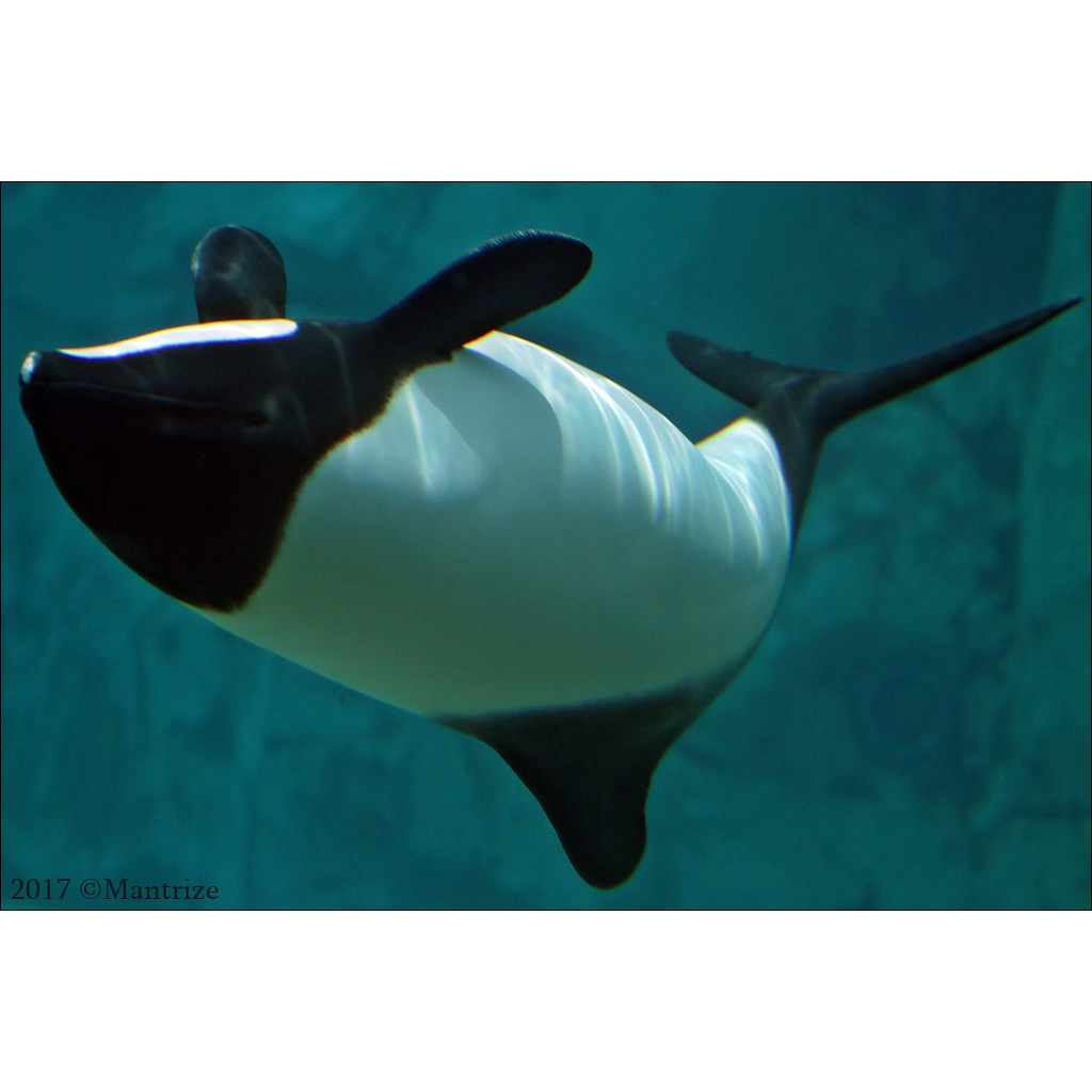 Дельфин Коммерсона (Cephalorhynchus commersonii) Фото №5