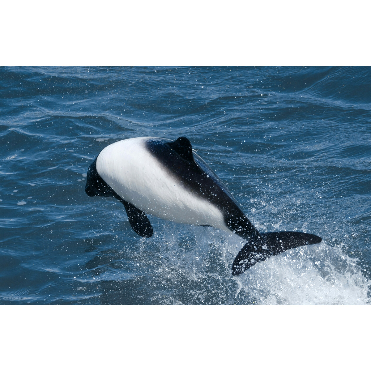 Дельфин Коммерсона (Cephalorhynchus commersonii) Фото №6