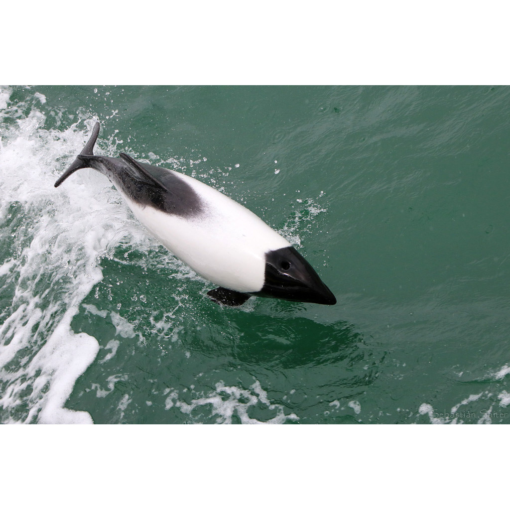 Дельфин Коммерсона (Cephalorhynchus commersonii) Фото №7