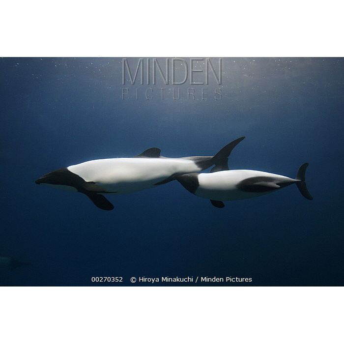 Дельфин Коммерсона (Cephalorhynchus commersonii) Фото №8