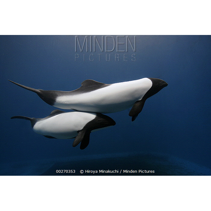 Дельфин Коммерсона (Cephalorhynchus commersonii) Фото №9
